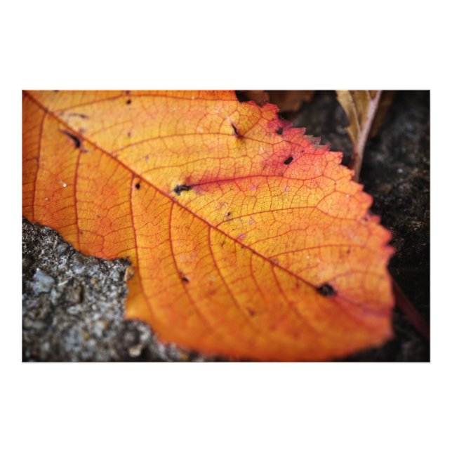 Impression Photo Belle feuille d'automne (Devant)