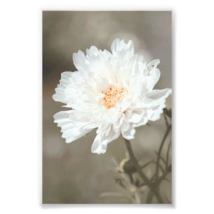 Impression Photo Belle Fleur Blanche Neige Fleurit Floral