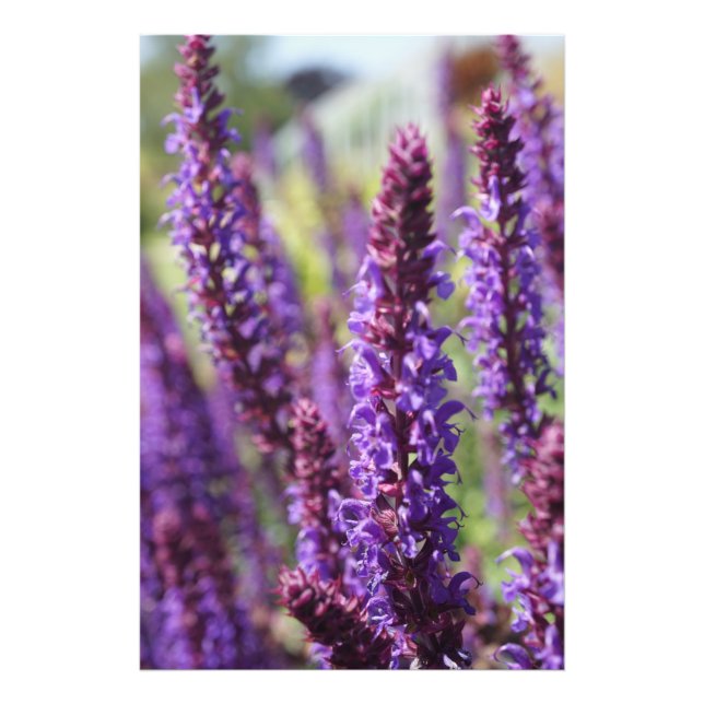 Impression Photo Belle Fleur de Lavande Violette (Devant)