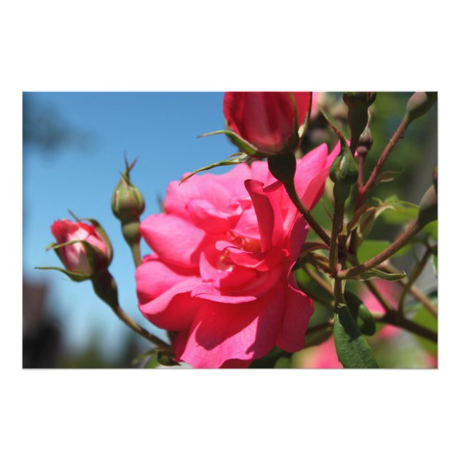 Impression Photo belle fleur de rose rose et bourgeons ciel bleu (Devant)