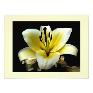 Impression Photo Belle Fleur Jaune Élégante sur Fond Noir