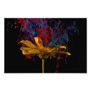 Impression Photo Belle marguerite colorée