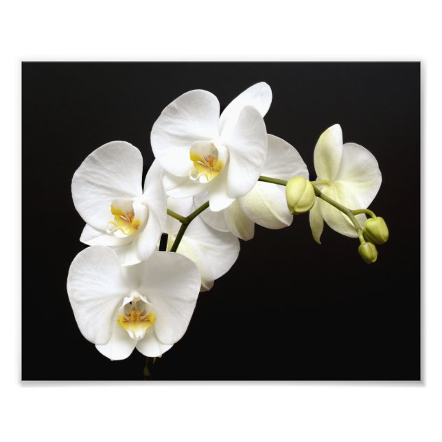 Impression Photo Belle Orchidée blanche avec Arrière - plan noir (Devant)