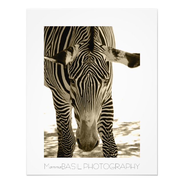 Impression Photo Belle Poster/Imprimer Zebra ! (Devant)