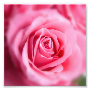 Impression Photo Belle rose rose rose