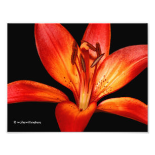 Impression Photo Belle Rouge Orange Asiatique Lily Gran Paradiso