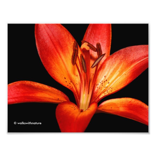 Impression Photo Belle Rouge Orange Asiatique Lily Gran Paradiso (Devant)