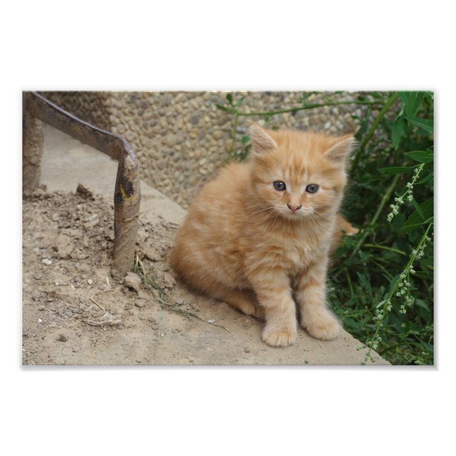 Impression Photo Belle Tabby Kitten Orange (Devant)