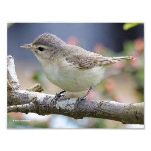 Impression Photo Belle Vireo de Warbling dans le Plum Tree