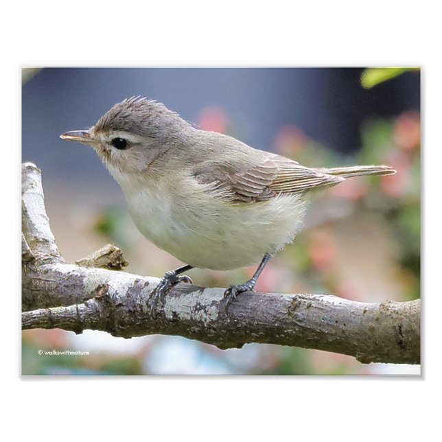 Impression Photo Belle Vireo de Warbling dans le Plum Tree (Devant)