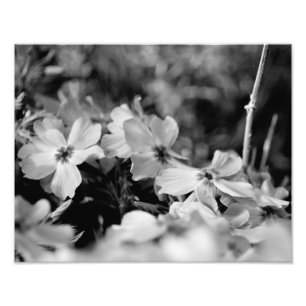 Impression Photo Belles Fleurs blanches Noir et Blanc