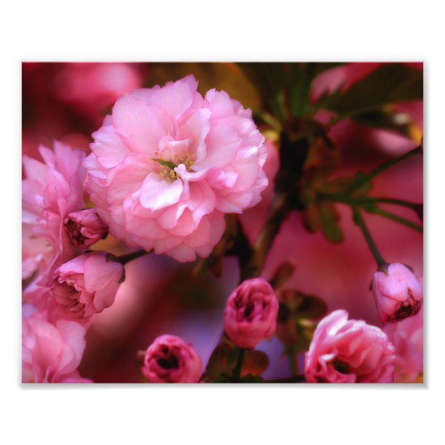 Impression Photo Belles fleurs de cerisiers rose printemps (Devant)