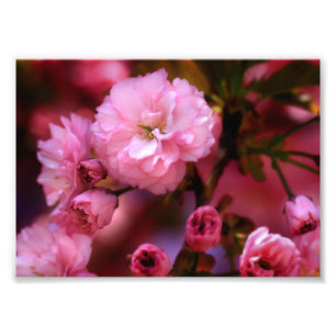 Impression Photo Belles fleurs de cerisiers rose printemps