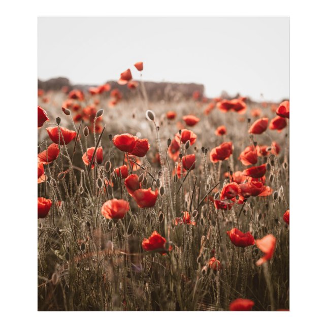 Impression Photo belles fleurs de coquelicot (Devant)