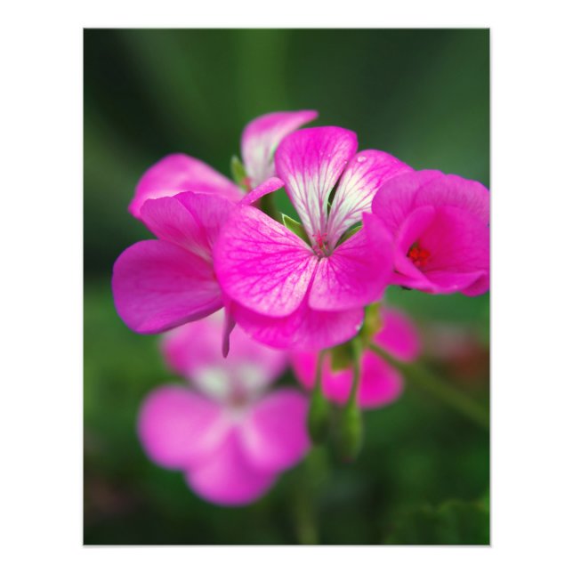 Impression Photo Belles fleurs de printemps (Devant)
