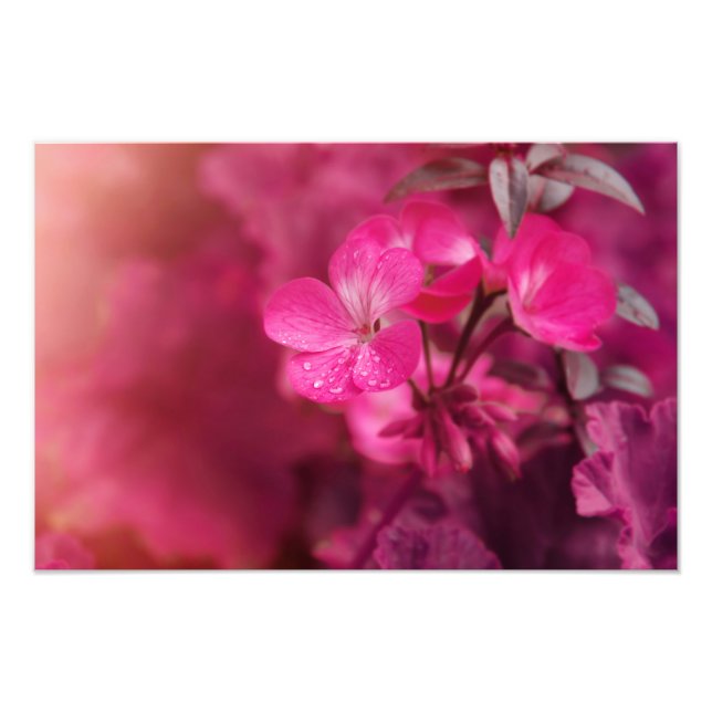 Impression Photo Belles fleurs de printemps (Devant)