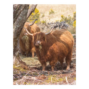 Impression Photo Belles vaches Highland