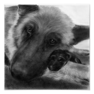 Impression Photo Berger allemand et chiot