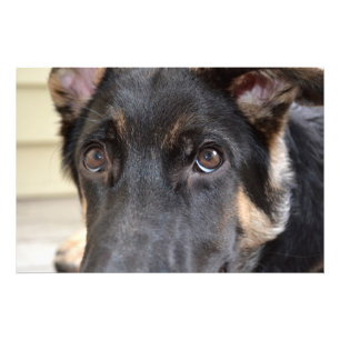 Impression Photo Berger Allemand par Shirley Taylor