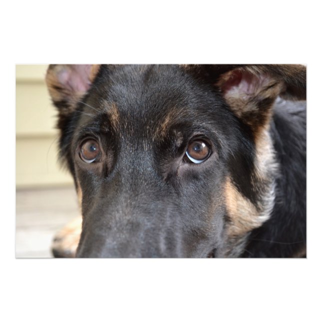 Impression Photo Berger Allemand par Shirley Taylor (Devant)