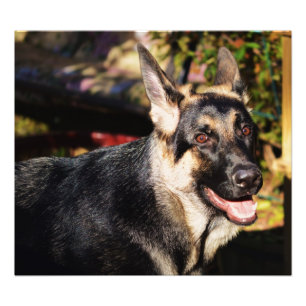 Impression Photo berger allemand par Shirley Taylor