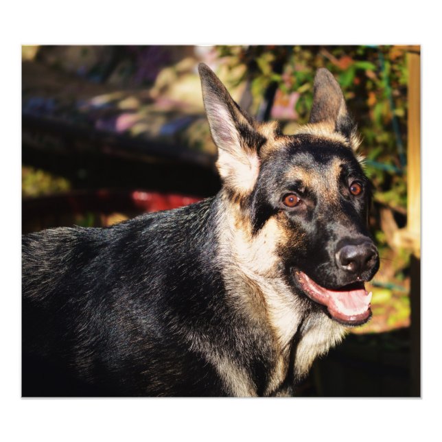 Impression Photo berger allemand par Shirley Taylor (Devant)