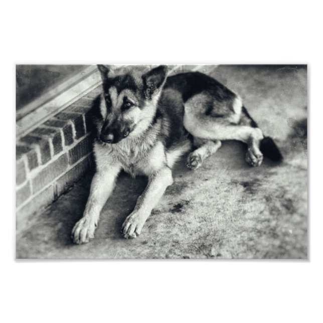 Impression Photo Berger Allemand Race Travailler Chien Retro (Devant)