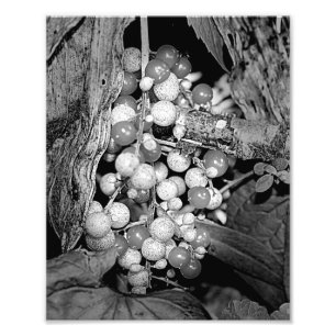 Impression Photo Berries Sauvages En Nature Noire Et Blanche 8x10