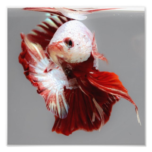 Impression Photo Betta fish (Devant)