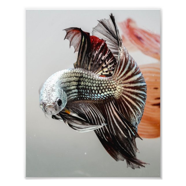 Impression Photo Betta fish (Devant)