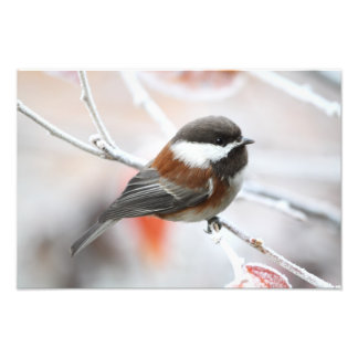 Impression Photo Bickadee en hiver