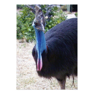 Impression Photo Big Blue Cassowary Bird,