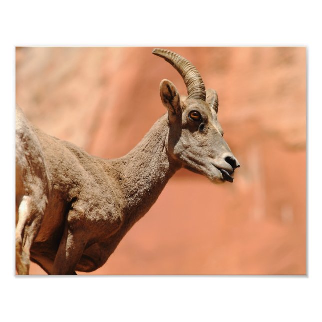 Impression Photo Bighorn Sheep (Devant)