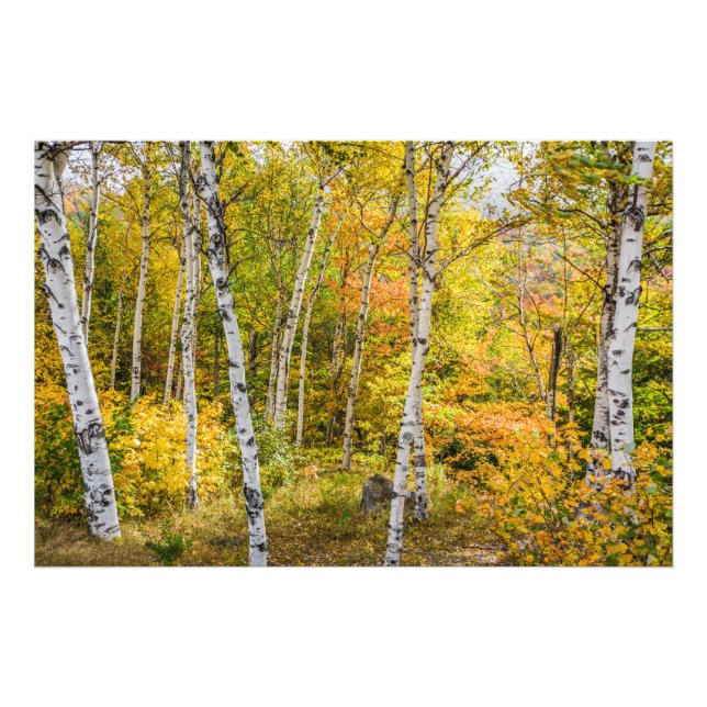 Impression Photo Birches blancs en automne (Devant)