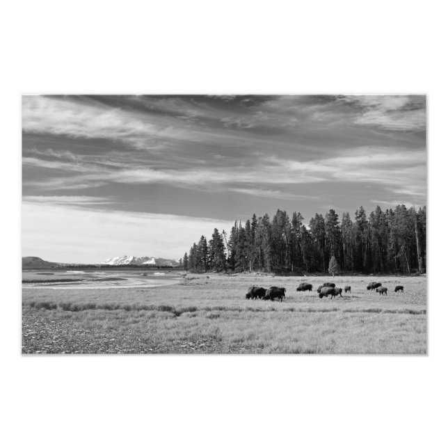 Impression Photo Bison à Yellowstone noir et blanc (Devant)