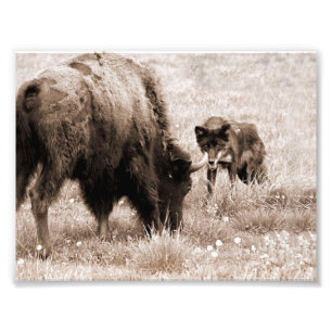 Impression Photo Bison agressif et loup noir