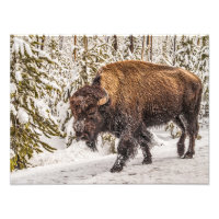 Bison (bison) - Buffle - Neige - Yellowstone
