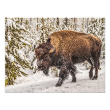 Bison (bison) - Buffle - Neige - Yellowstone