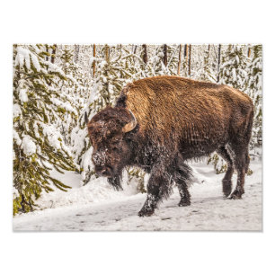Impression Photo Bison (bison) - Buffle - Neige - Yellowstone