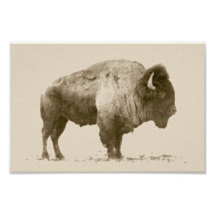 Impression Photo Bison des plaines