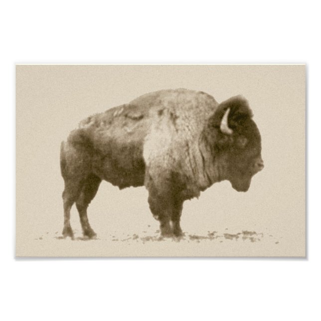 Impression Photo Bison des plaines (Devant)