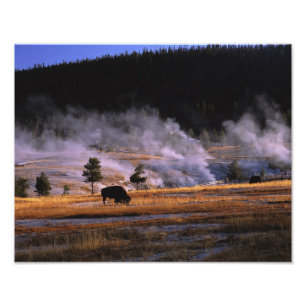 Impression Photo Bison pâturant dans le bassin supérieur de Geyser