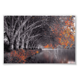 Impression Photo Black and White Trees. Reflection in a lake.