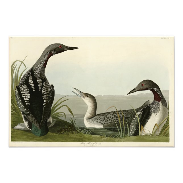 Impression Photo Black Throated Diver Loon Audubon Birds of America (Devant)