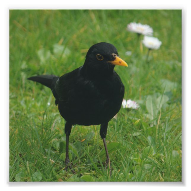 Impression Photo Blackbird Sur La Pelouse Anglaise (Devant)