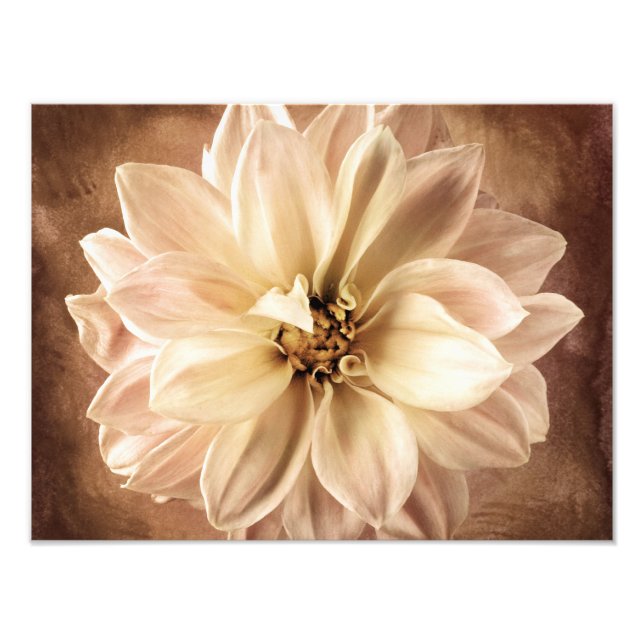 Impression Photo Blanc, Crème, Brown Arrière - plan Dahlia Customis (Devant)