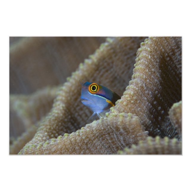 Impression Photo Blenny fish Blenniidae) qui se met à l'aise (Devant)