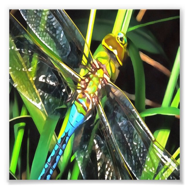Impression Photo Bleu Dragonfly Shimmering Wings Peinture (Devant)