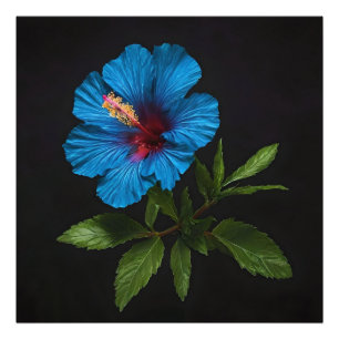 Impression Photo "Bleu rayonnant : Fleur d'Hibiscus sur noir