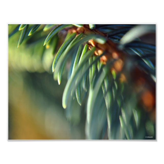 Impression Photo Bleu Spruce (Devant)